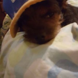 Meet your Posher, Dave